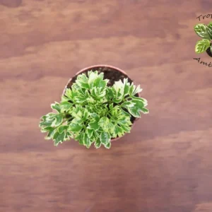 Variegated Ming Aralia Plant - 3 Inch Potted Indoor Plant
