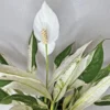 Variegated Peace Lily Plant - 4 Inch Potted Indoor Plant