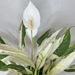 Variegated Peace Lily Plant - 4 Inch Potted Indoor Plant