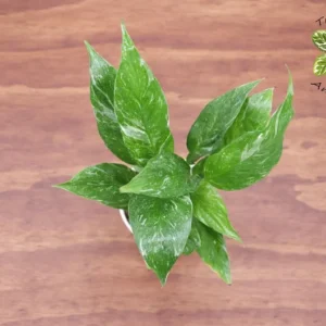 Variegated Peace Lily Plant - 4 Inch Potted Indoor Plant