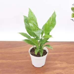 Variegated Peace Lily Plant - 4 Inch Potted Indoor Plant