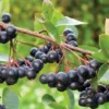 Viking Aronia Berry Plant - 8-12 Inch Live Edible Shrub