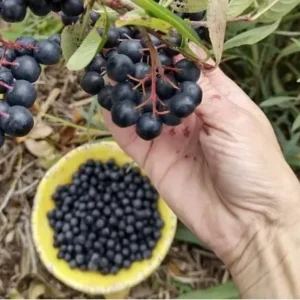 Viking Aronia Berry Plant - 8-12 Inch Live Edible Shrub