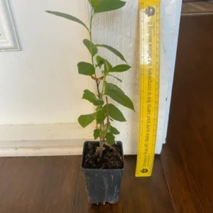Viking Aronia Berry Plant - 8-12 Inch Live Edible Shrub
