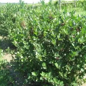 Viking Aronia Berry Plant - 8-12 Inch Live Edible Shrub
