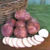 Viking Seed Potatoes 2 lbs - Certified Whole Seed Potatoes for Spring