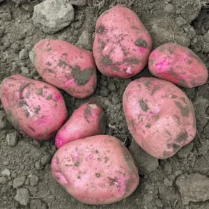Viking Seed Potatoes 2 lbs - Certified Whole Seed Potatoes for Spring