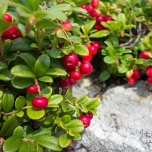 Steven's Cranberry Plant - 2-4 Inch Live Plug - Edible Fruit Vine