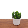 Huernia Cactus Life Saver - 4 inch Potted Succulent Plant