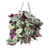 Wandering Jew Tradescantia Plant - 6 Inch Potted Indoor Plant