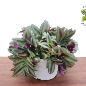 Wandering Jew Tradescantia Plant - 6 Inch Potted Indoor Plant