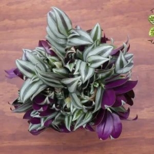 Wandering Jew Tradescantia Plant - 6 Inch Potted Indoor Plant