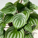 Watermelon Peperomia Plant 4 inch Pot - Unique Striped Houseplant