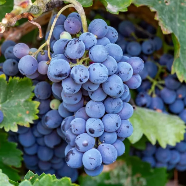 Welder Bronze Muscadine Grape Plant Vitis - 4-8 Inch Live Edible Vine