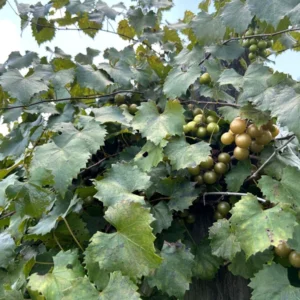 Welder Bronze Muscadine Grape Plant Vitis - 4-8 Inch Live Edible Vine