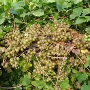 Welder Bronze Muscadine Grape Plant Vitis - 4-8 Inch Live Edible Vine