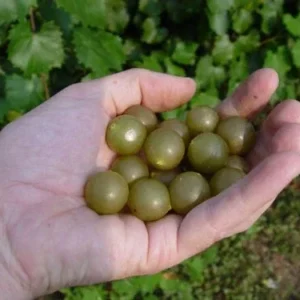 Welder Bronze Muscadine Grape Plant Vitis - 4-8 Inch Live Edible Vine