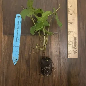 Welder Bronze Muscadine Grape Plant Vitis - 4-8 Inch Live Edible Vine