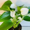 White Anthurium Plant 4 Inch Potted Indoor Flower