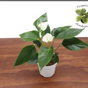 White Anthurium Plant 4 Inch Potted Indoor Flower