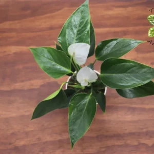 White Anthurium Plant 4 Inch Potted Indoor Flower