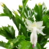 White Christmas Cactus Plant 4'' Potted Holiday Decor
