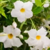 White Mandevilla Plants Live Vine, 4-6 Inch Well Rooted Flowering Bush Plant