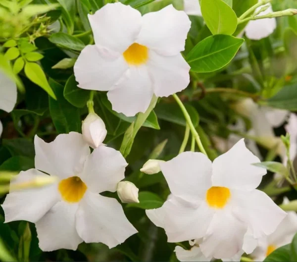 White Mandevilla Plants Live Vine, 4-6 Inch Well Rooted Flowering Bush Plant