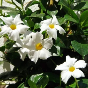 White Mandevilla Plants Live Vine, 4-6 Inch Well Rooted Flowering Bush Plant