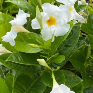 White Mandevilla Plants Live Vine, 4-6 Inch Well Rooted Flowering Bush Plant