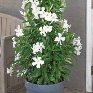 White Mandevilla Plants Live Vine, 4-6 Inch Well Rooted Flowering Bush Plant