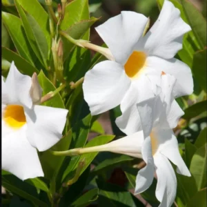 White Mandevilla Plants Live Vine, 4-6 Inch Well Rooted Flowering Bush Plant
