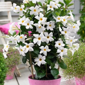 White Mandevilla Plants Live Vine, 4-6 Inch Well Rooted Flowering Bush Plant