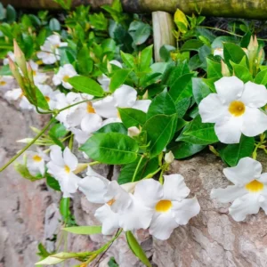 White Mandevilla Plants Live Vine, 4-6 Inch Well Rooted Flowering Bush Plant