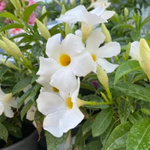 White Mandevilla Plants Live Vine, 4-6 Inch Well Rooted Flowering Bush Plant