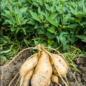 White Sweet Potato Slips - 10 Sweet Potato Vine Live Plant Cuttings Set