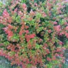 Wild Huckleberry Plants Set - 3 Vaccinium Ovatum Evergreen Seedlings 4-6 Inch Tall