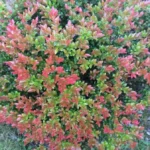 Wild Huckleberry Plants Set - 3 Vaccinium Ovatum Evergreen Seedlings 4-6 Inch Tall