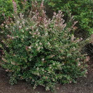Wild Huckleberry Plants Set - 3 Vaccinium Ovatum Evergreen Seedlings 4-6 Inch Tall