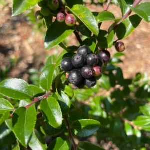 Wild Huckleberry Plants Set - 3 Vaccinium Ovatum Evergreen Seedlings 4-6 Inch Tall
