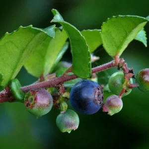 Wild Huckleberry Plants Set - 3 Vaccinium Ovatum Evergreen Seedlings 4-6 Inch Tall
