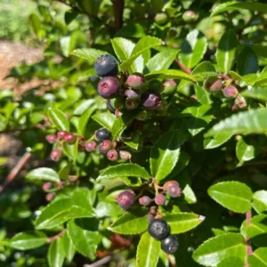 Wild Huckleberry Plants Set - 3 Vaccinium Ovatum Evergreen Seedlings 4-6 Inch Tall