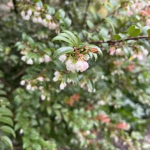 Wild Huckleberry Plants Set - 3 Vaccinium Ovatum Evergreen Seedlings 4-6 Inch Tall