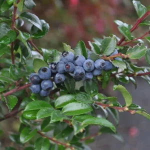 Wild Huckleberry Plants Set - 3 Vaccinium Ovatum Evergreen Seedlings 4-6 Inch Tall