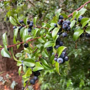 Wild Huckleberry Plants Set - 3 Vaccinium Ovatum Evergreen Seedlings 4-6 Inch Tall