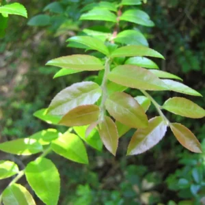 Wild Huckleberry Plants Set - 3 Vaccinium Ovatum Evergreen Seedlings 4-6 Inch Tall