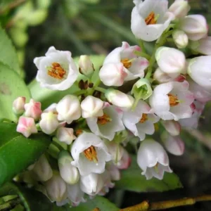 Wild Huckleberry Plants Set - 3 Vaccinium Ovatum Evergreen Seedlings 4-6 Inch Tall