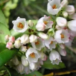 Wild Huckleberry Plants Set - 4 Vaccinium Ovatum Evergreen Seedlings 4-6 Inch Tall