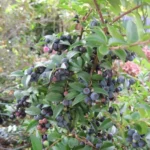 Wild Huckleberry Plants Set - 6 Vaccinium Ovatum Evergreen Seedlings 4-6 Inch