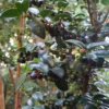 Wild Huckleberry Plants - Set of 4 Vaccinium Ovatum Evergreen Seedlings 7-12 Inch Tall